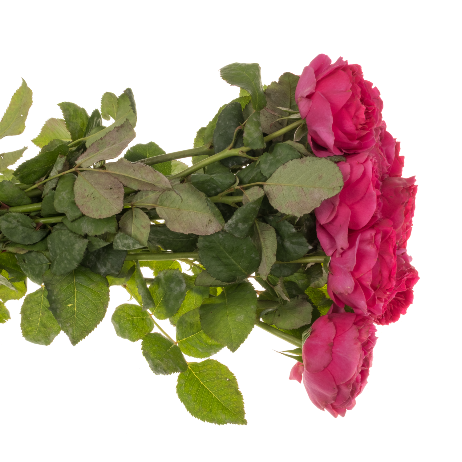 Rose fuchsia Pink Gardens gefüllt 50cm