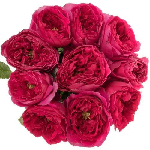 Rose fuchsia Pink Gardens gefüllt 50cm