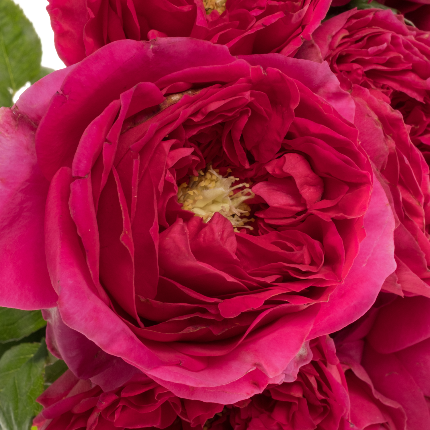 Rose fuchsia Pink Gardens gefüllt 50cm