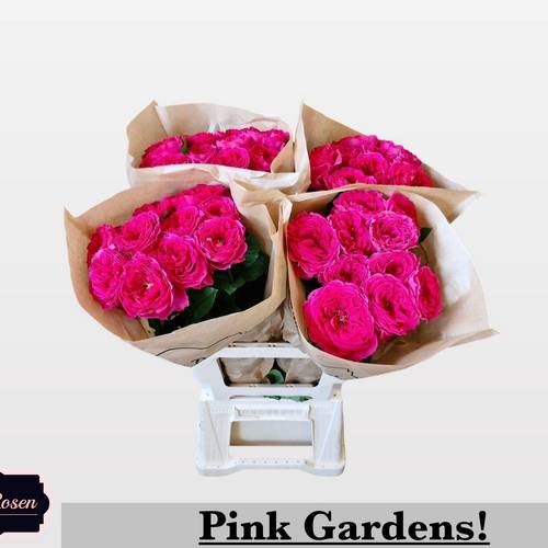Rose fuchsia Pink Gardens gefüllt 50cm
