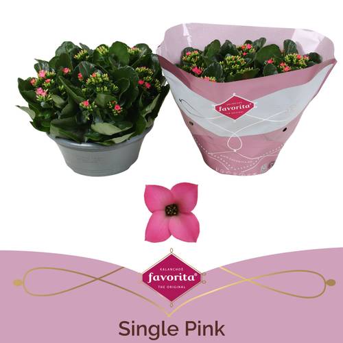 Kal.Schale Einfachbl. rosa T23 H27