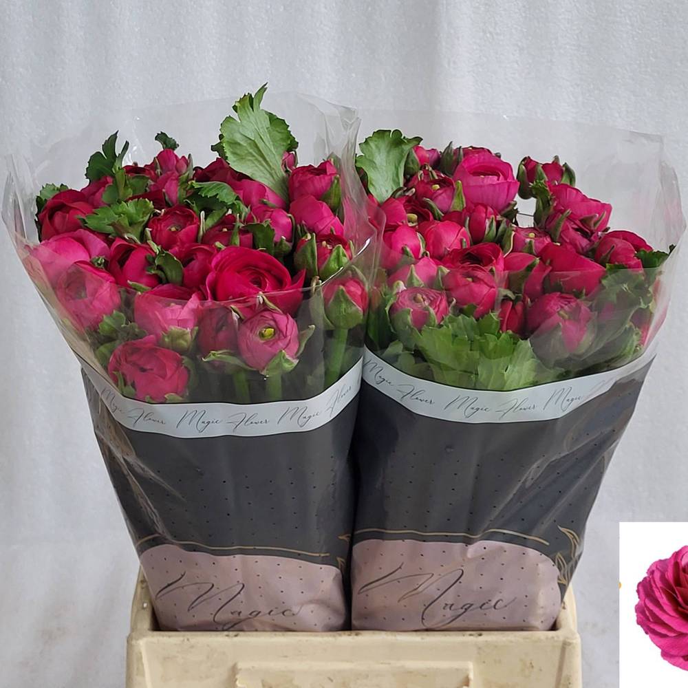 Ranunkel fuchsia asiaticus Success Sherry 45cm x 30