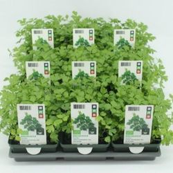 Bio Sellerie H10 (9x6 pfl.)
