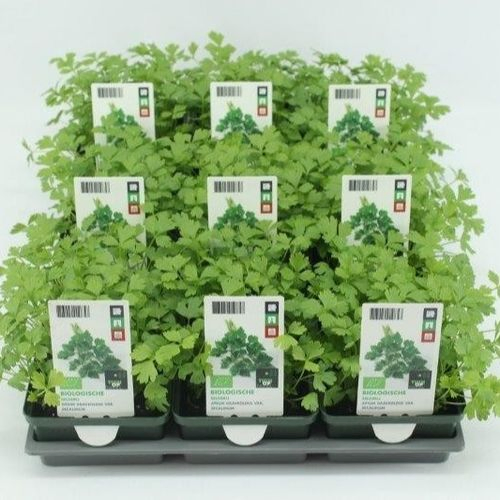 Bio Sellerie H10 (9x6 pfl.)