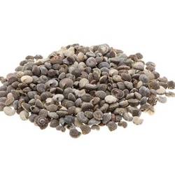 Muschel Umbonium natur 1kg 