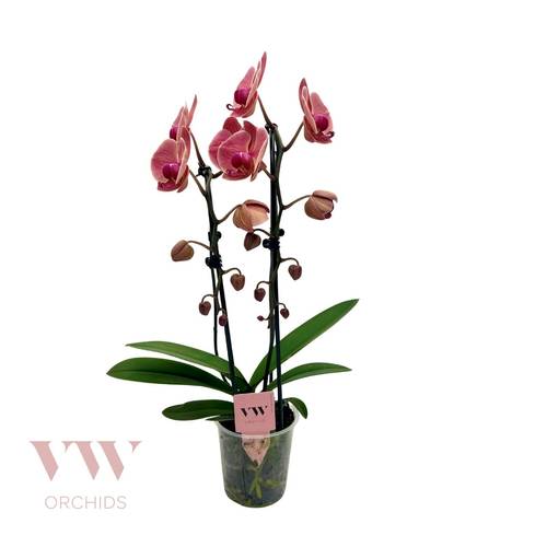 Phal.2-R orange Cascade T12 H045