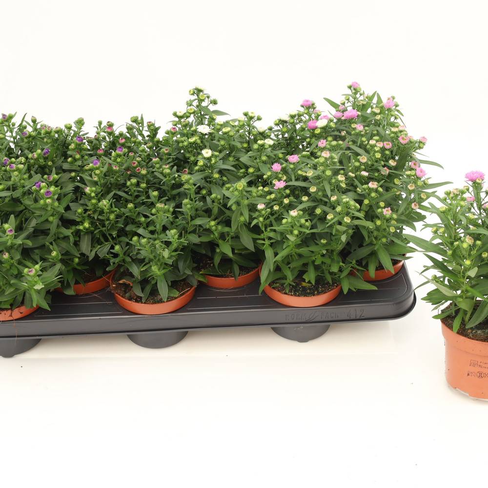 Astern Starletta pastel mix T10,5 H030