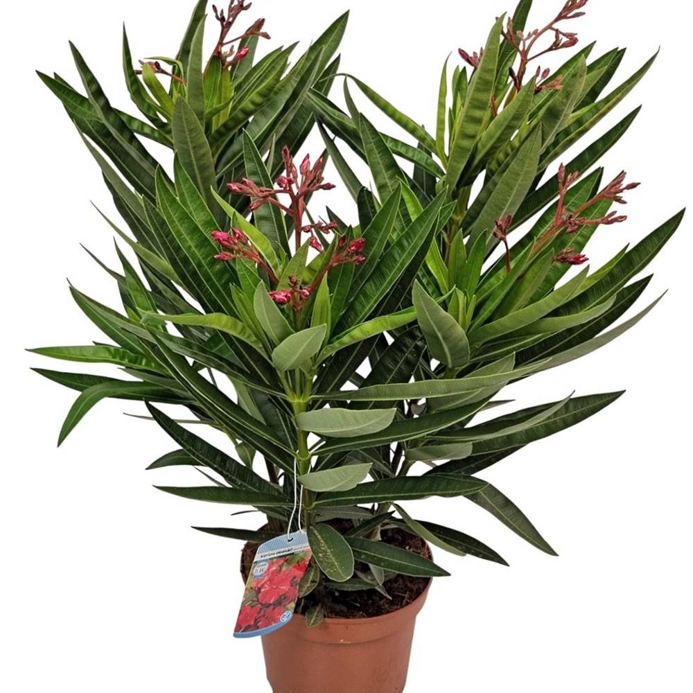 Nerium rot Oleander T19 H055