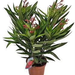 Nerium rot Oleander T19 H055