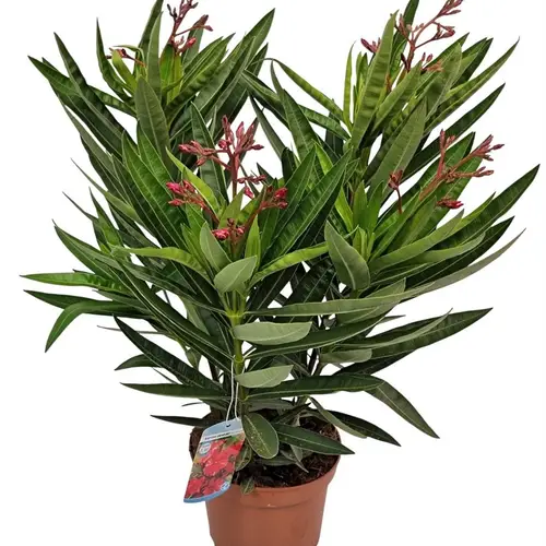 Nerium rot Oleander T19 H055