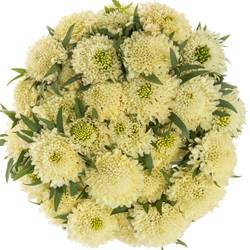 Scabiosa creme Banana Scoop 60cm