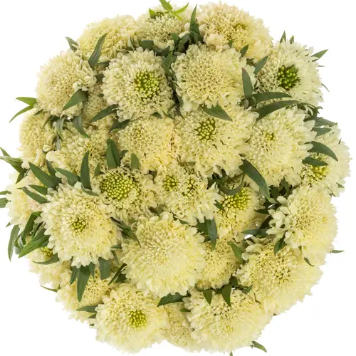 Scabiosa creme Banana Scoop 60cm