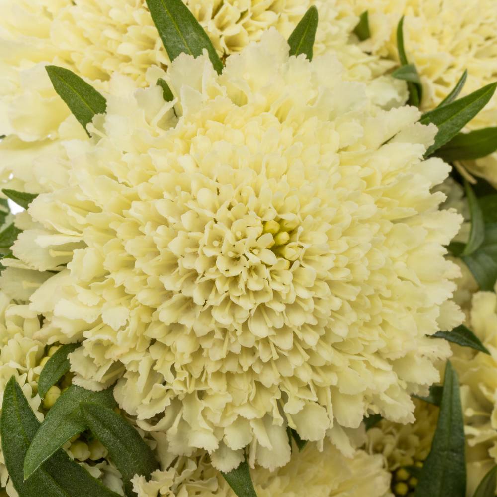 Scabiosa creme Banana Scoop 60cm