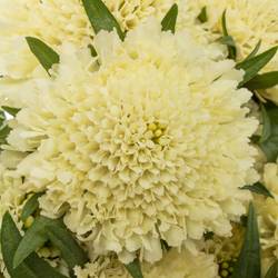 Scabiosa creme Banana Scoop 60cm