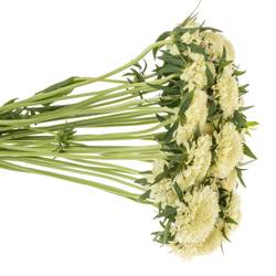 Scabiosa creme Banana Scoop 60cm
