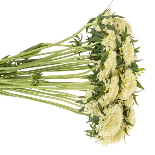 Scabiosa creme Banana Scoop 60cm
