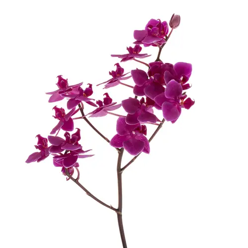 Phalaenopsis lila Baby 15-25 Blüten 25cm