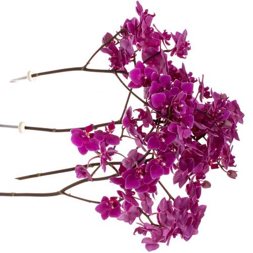 Phalaenopsis lila Baby 25cm 15 Bis 25 Blüte 4 Stiele
