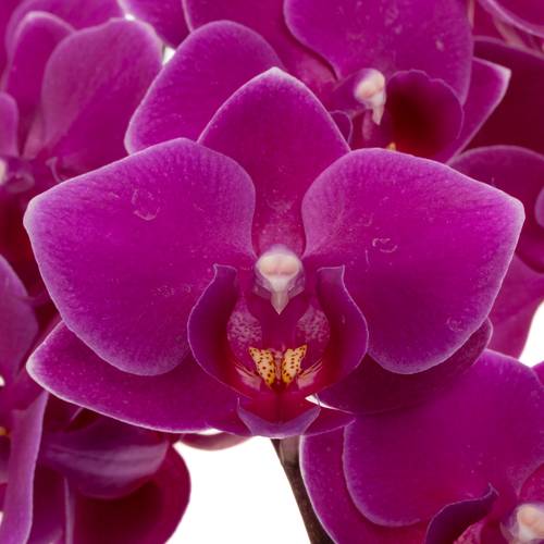 Phalaenopsis lila Baby 25cm 15 Bis 25 Blüte 4 Stiele