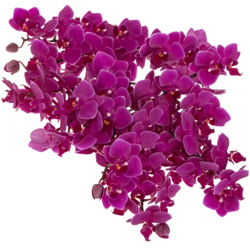 Phalaenopsis lila Baby 25cm 15 Bis 25 Blüte 4 Stiele