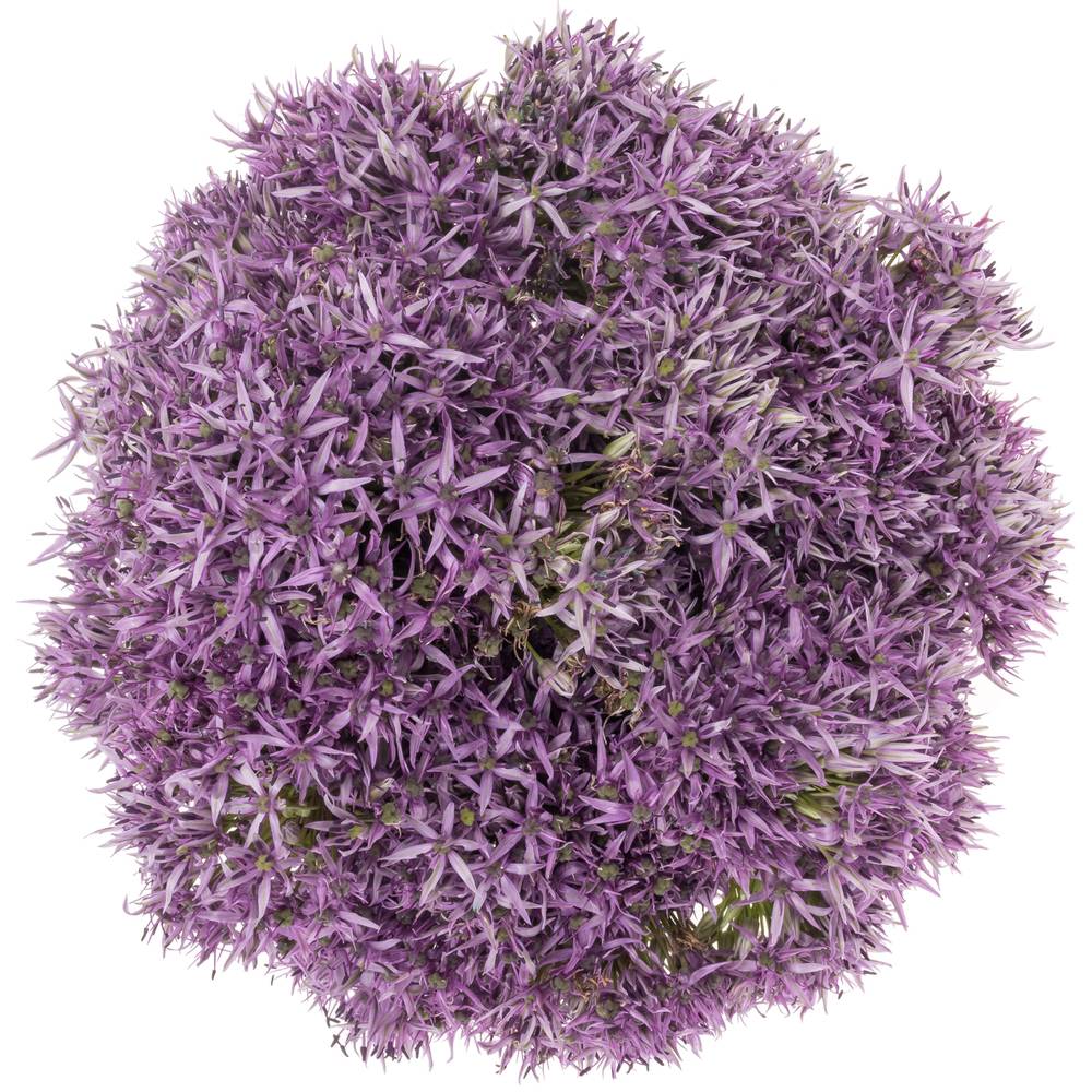 Allium violet Beauty 80cm