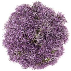 Allium violet Beauty 80cm