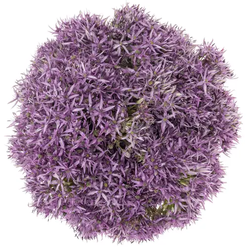 Allium violet Beauty 80cm