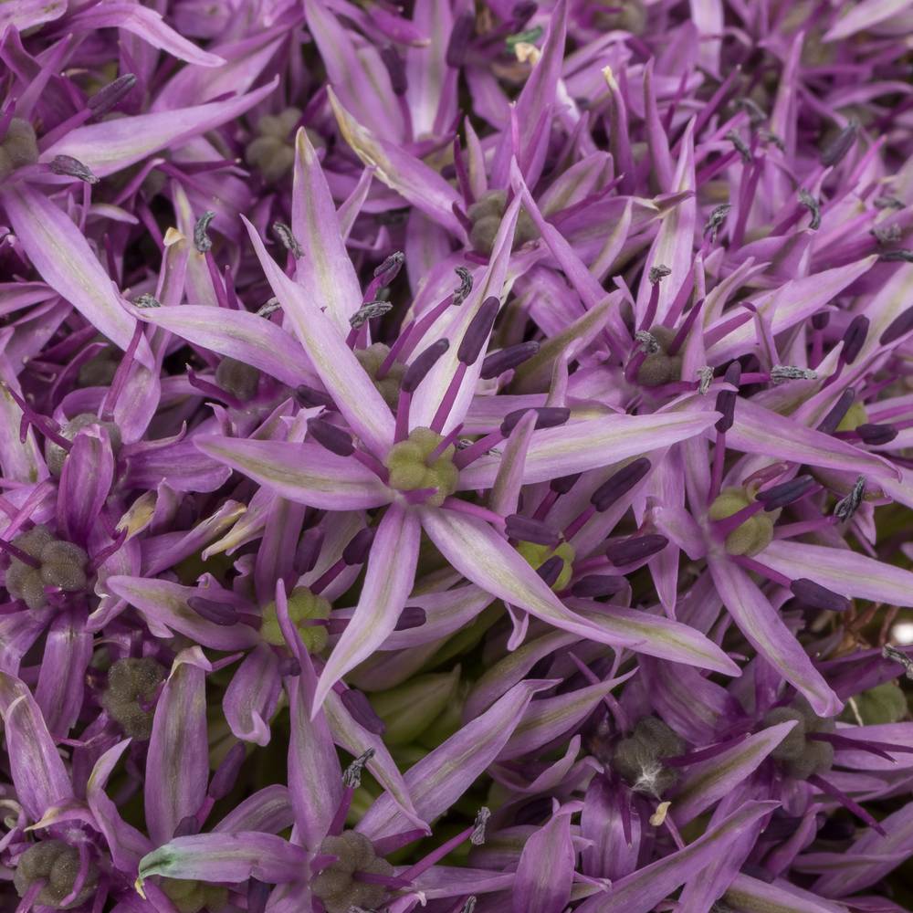 Allium violet Beauty 80cm