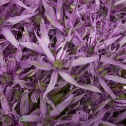 Allium violet Beauty 80cm