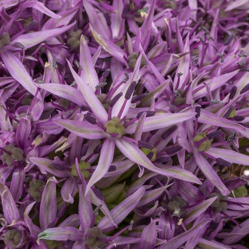 Allium violet Beauty 80cm