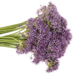 Allium violet Beauty 80cm