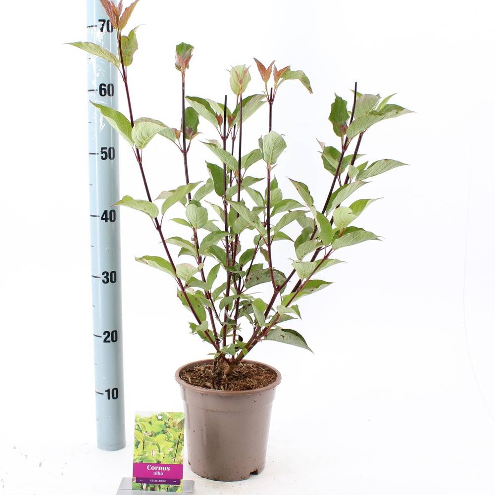 Cornus Alba Kesselringii T17 H055