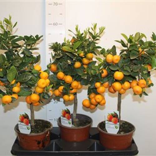 Zitrus Kumquat T17 H050