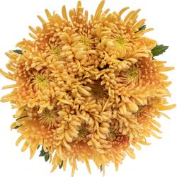 Chrys.Deko apricot Spin Cipria 75 Gramm 70cm