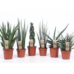 Sanseveria mix Luxe T14 H055