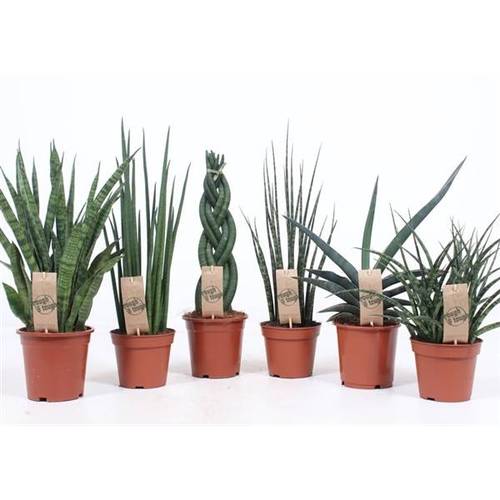 Sanseveria mix Luxe T14 H055