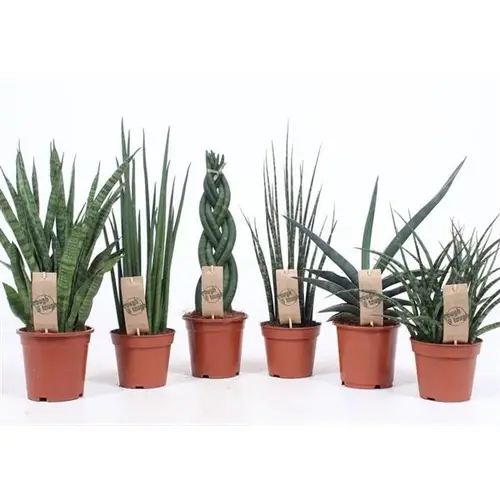 Sanseveria mix Luxe T14 H055