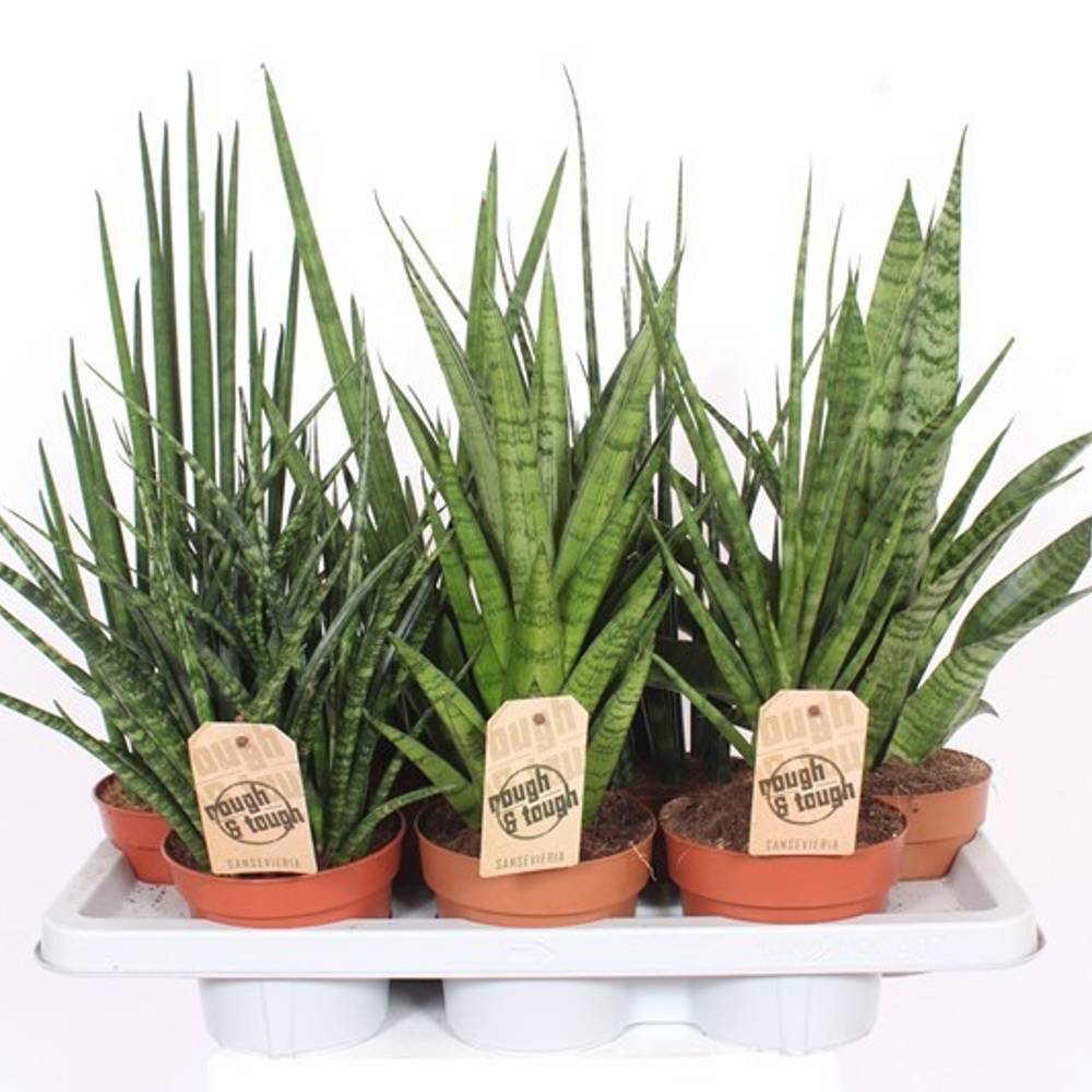 Sanseveria mix Luxe T14 H055
