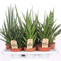Sanseveria mix Luxe T14 H055