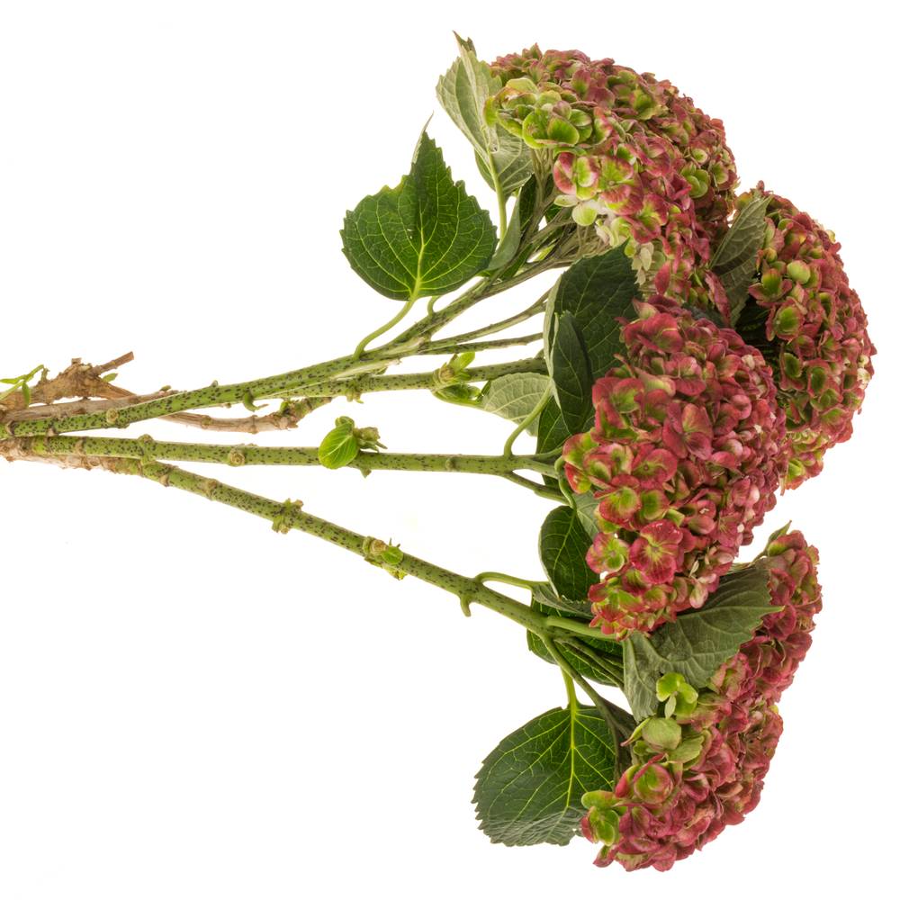 Hortensie rot/grün Revolution classic Bol 12cm 60cm