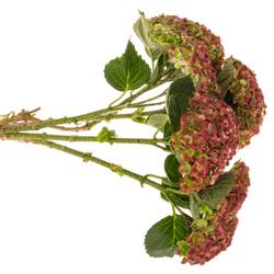 Hortensie rot/grün Revolution classic Bol 12cm 60cm