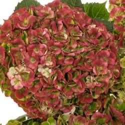 Hortensie rot/grün Revolution classic Bol 12cm 60cm