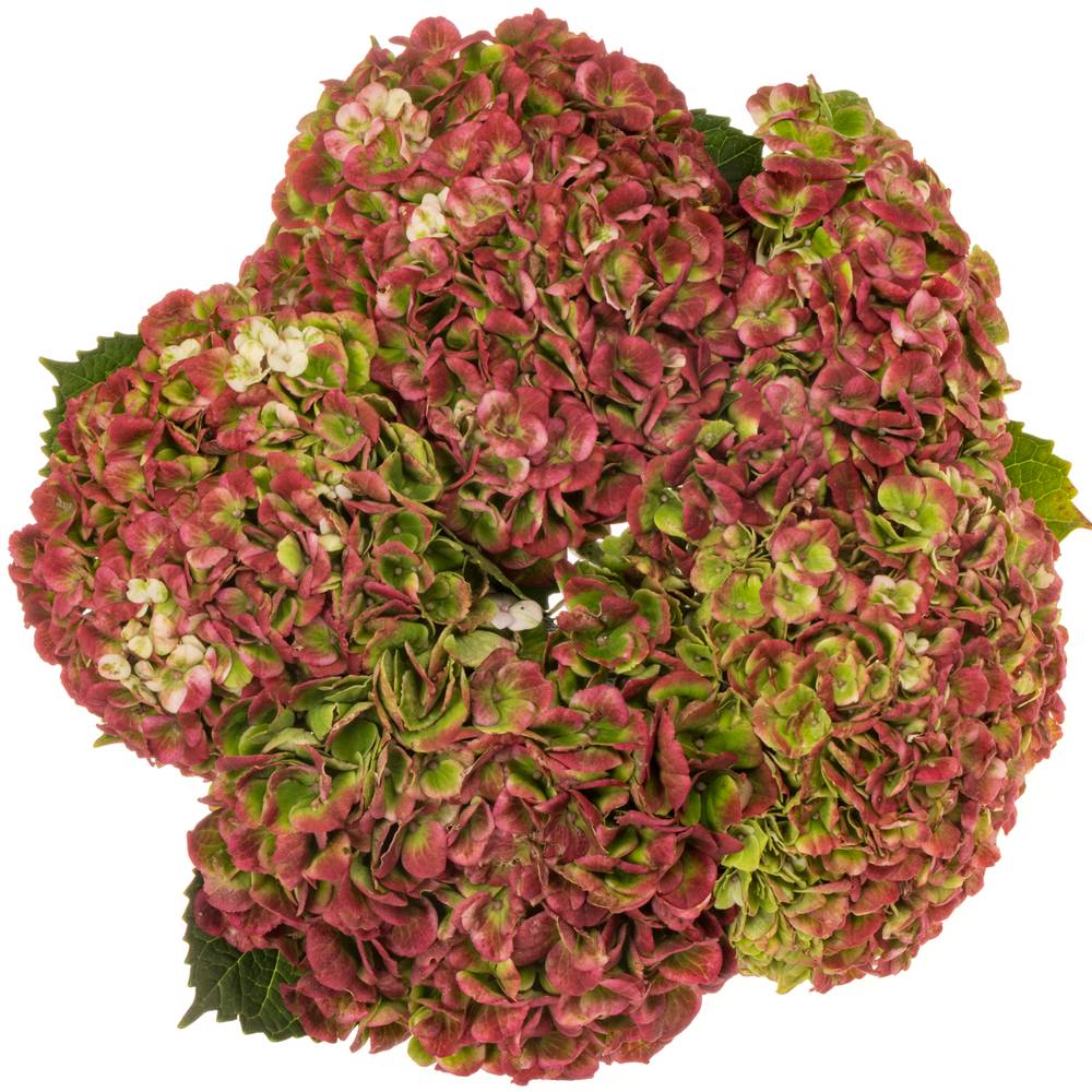 Hortensie rot/grün Revolution classic Bol 12cm 60cm