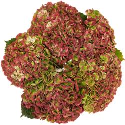 Hortensie rot/grün Revolution classic Bol 12cm 60cm