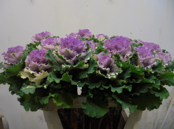 Zierkohl lila Crane bicolor 70cm