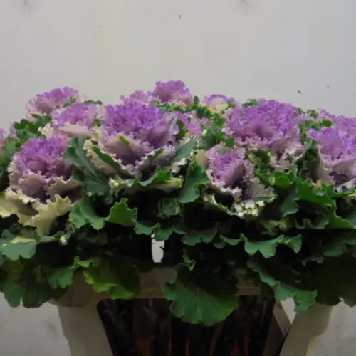 Zierkohl lila Crane bicolor 70cm