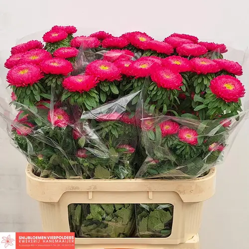 Astern fuchsia Azumi Pink 80cm
