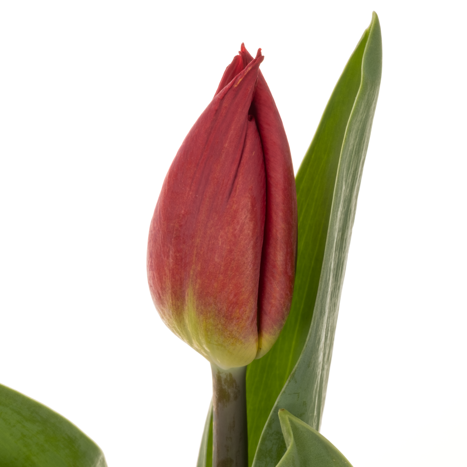 Tulpe rot Love flight 26 Gramm