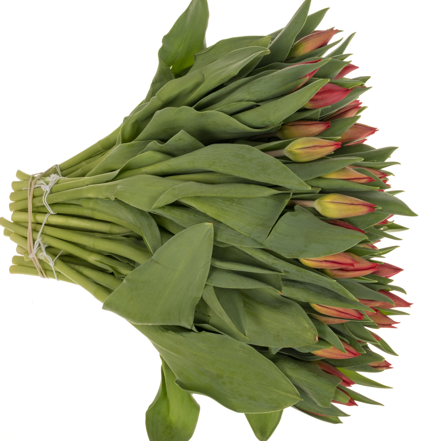 Tulpe rot Love flight 26 Gramm