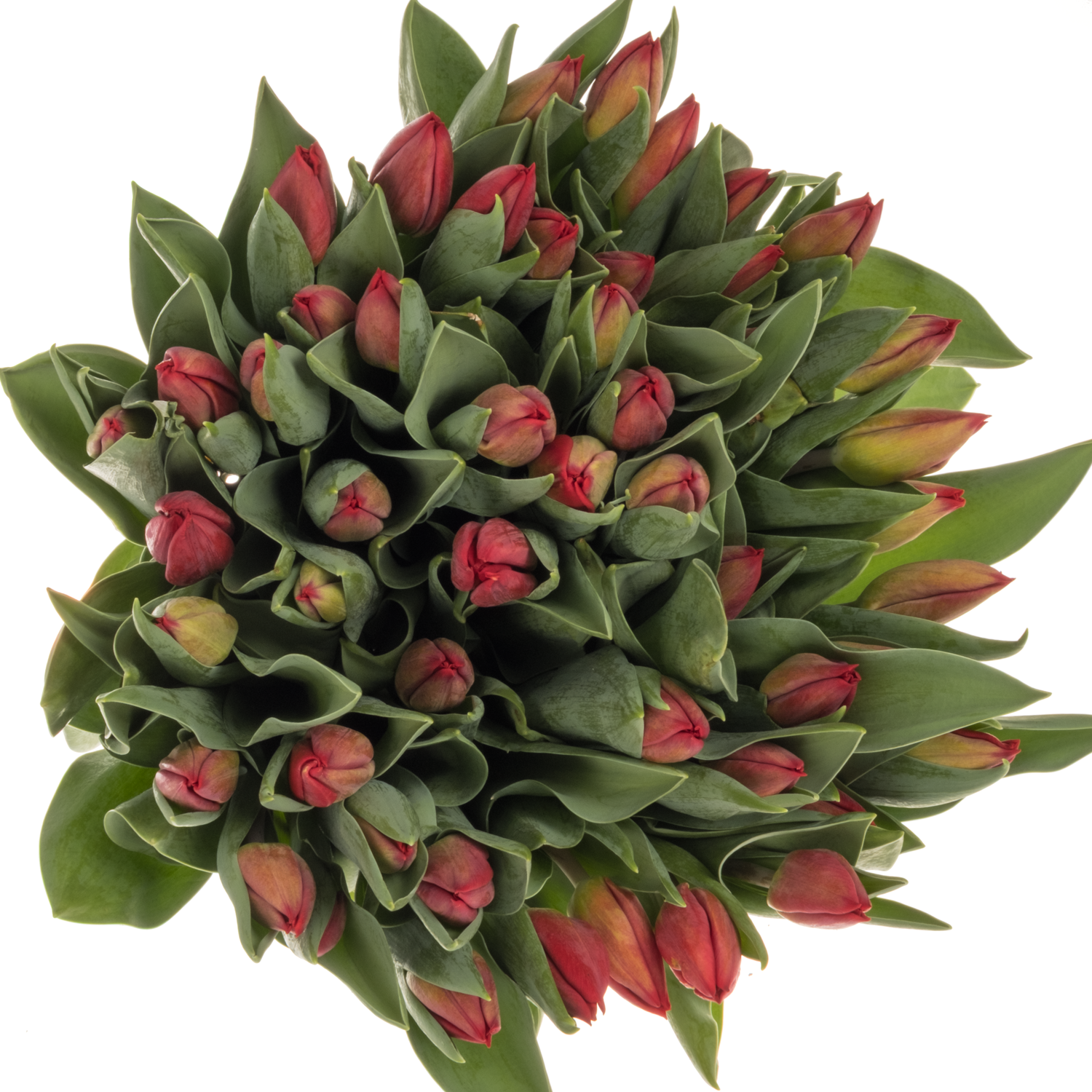 Tulpe rot Love flight 26 Gramm